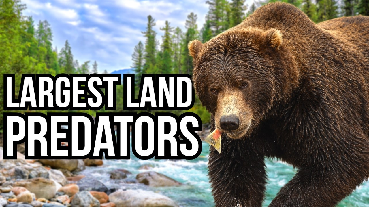 Which Continent Reigns Supreme With Its Giant Land Predator?