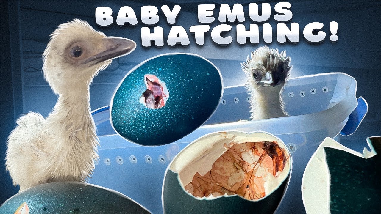 eBay Emu Eggs Are Hatching – And They’re Adorable