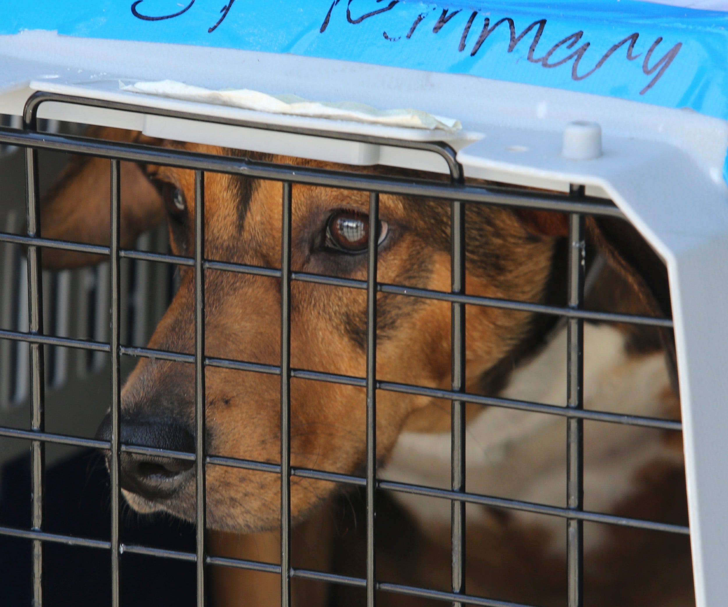What is Delaware's state dog? It's not a particular breed
