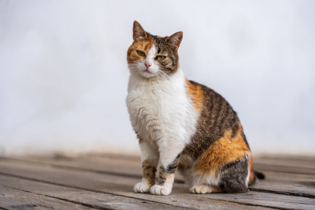 How Many Chromosomes Do Cats Have: Surprising Genetic Facts Revealed