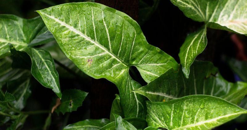 10 Tanaman Ruangan yang Lawan Polusi, Termasuk Sirih Gading