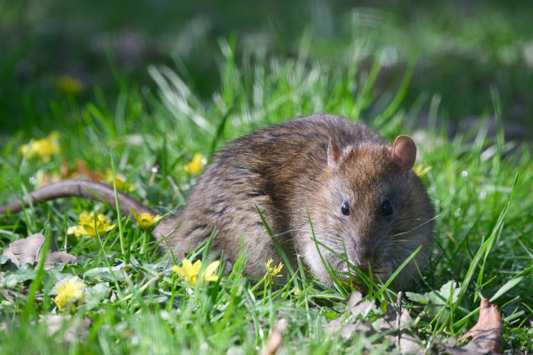Rats will leave your garden if you put one common kitchen item out