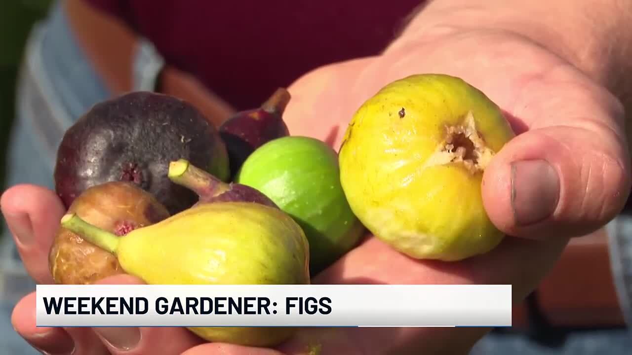 Weekend Gardener: Figs