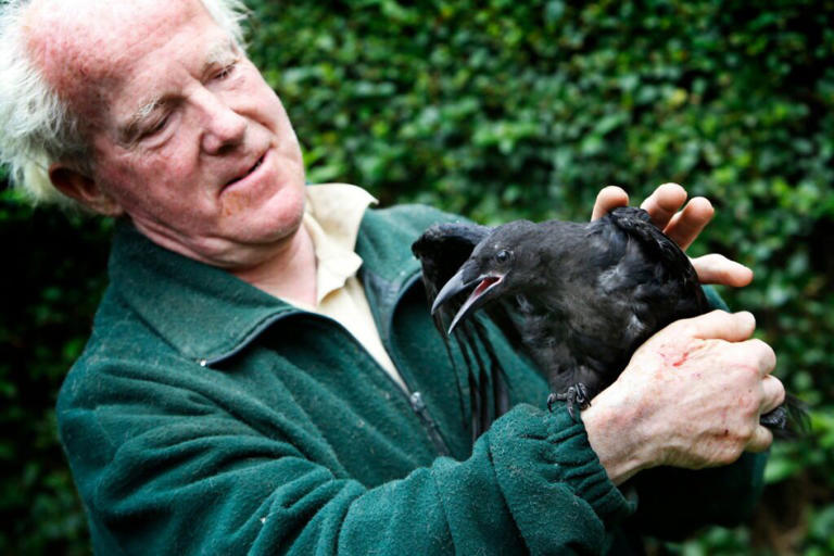Pensioner’s beloved rescue crow seized by police and released into wild