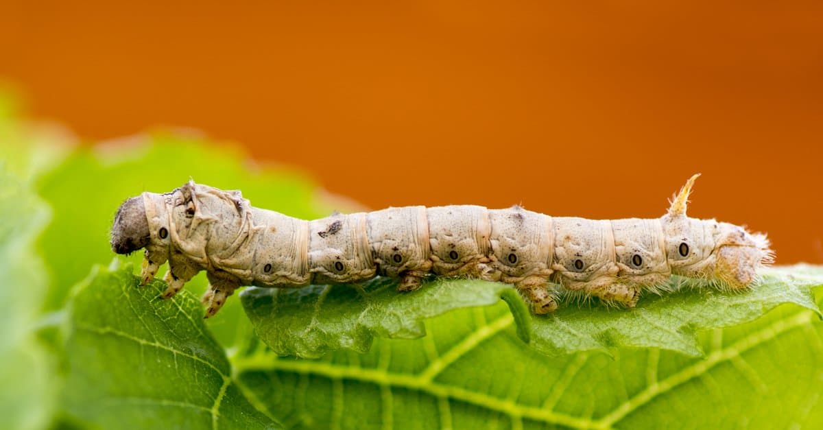 9 Unique Animals That Don’t Poop
