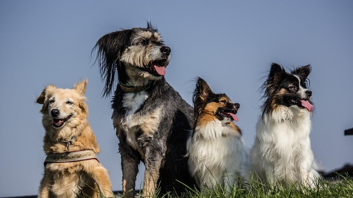 Image showcasing How to stop your dog from barking at other dogs with these simple tricks