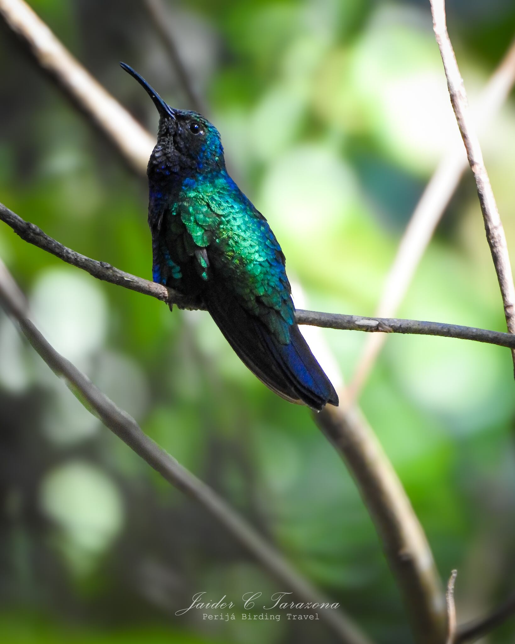 Anderson Cooper reporteó sobre biodiversidad en Colombia tras firma de ...