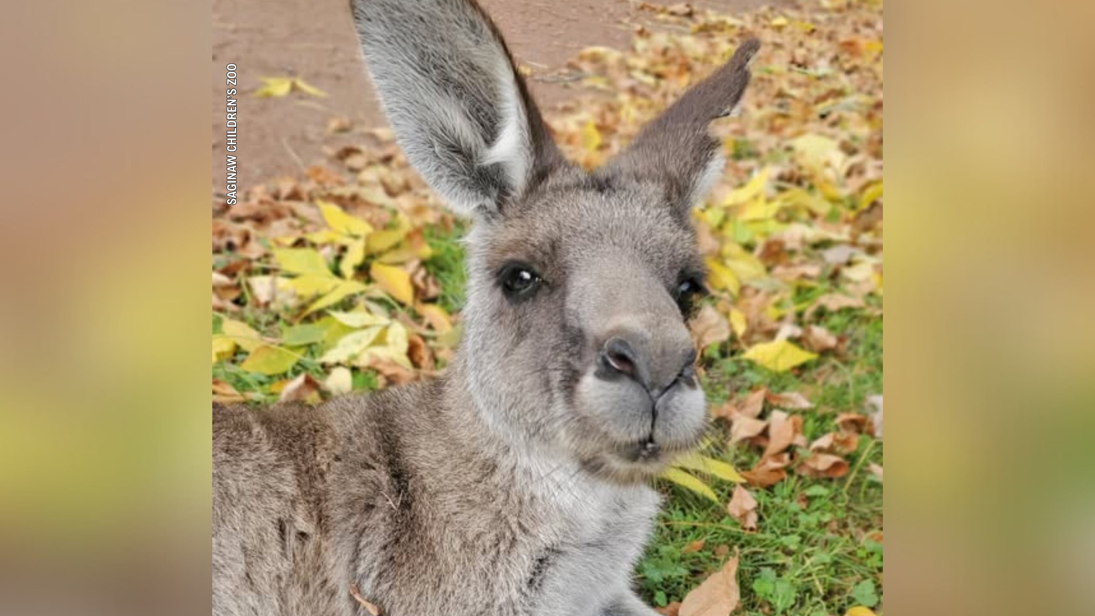 Saginaw Children's Zoo kangaroo passes from medical condition, image size:3840x2160