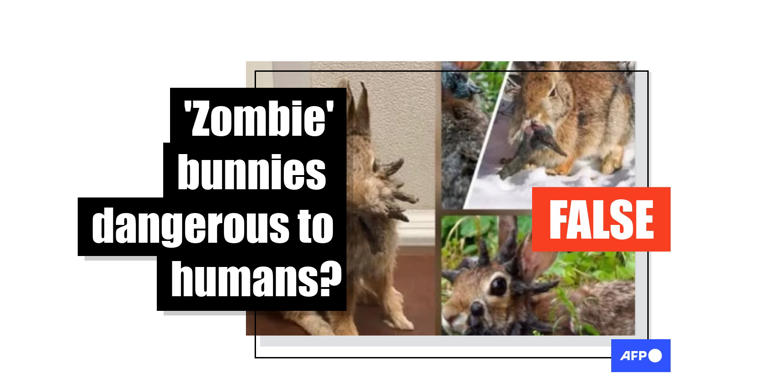 Panic spreads over exaggerated claims of 'tentacled' rabbits invading US