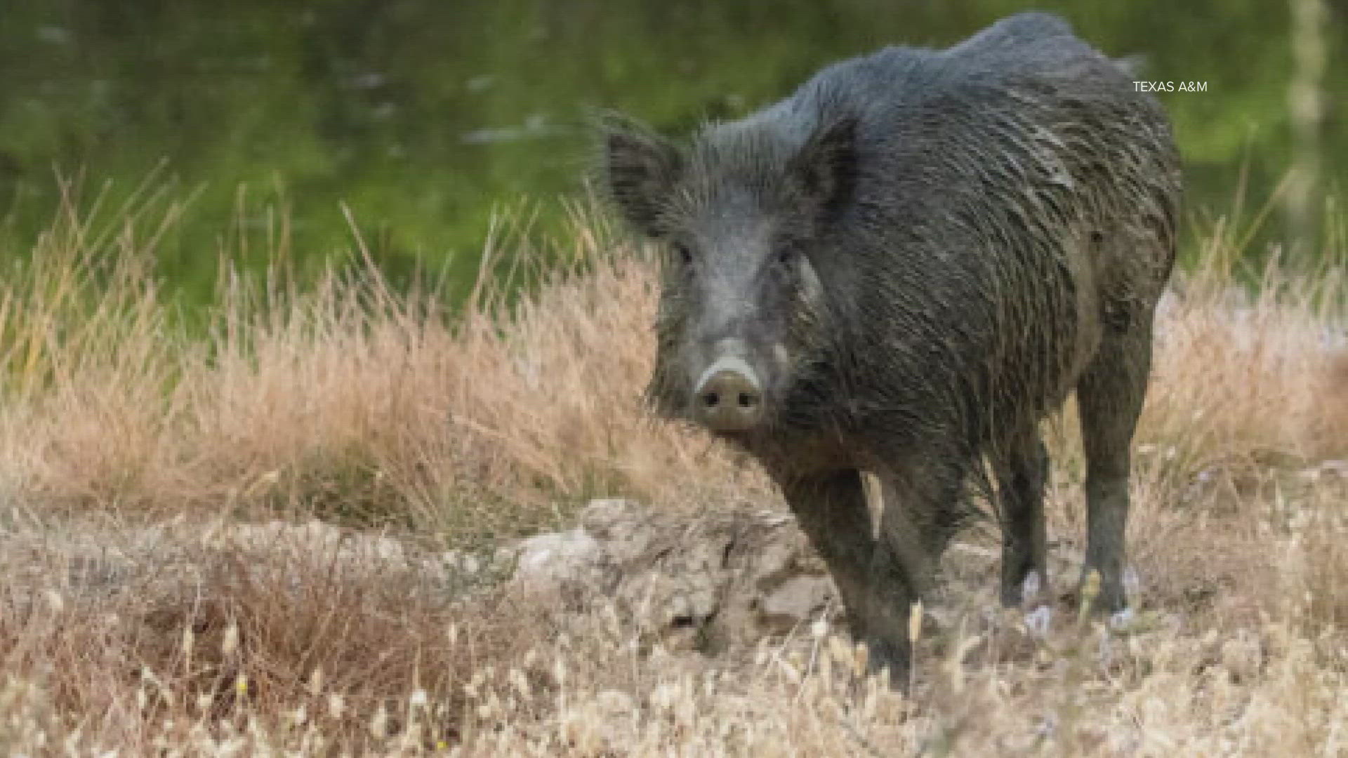 13 Year Old Texas Girl Attacked By Wild Hog