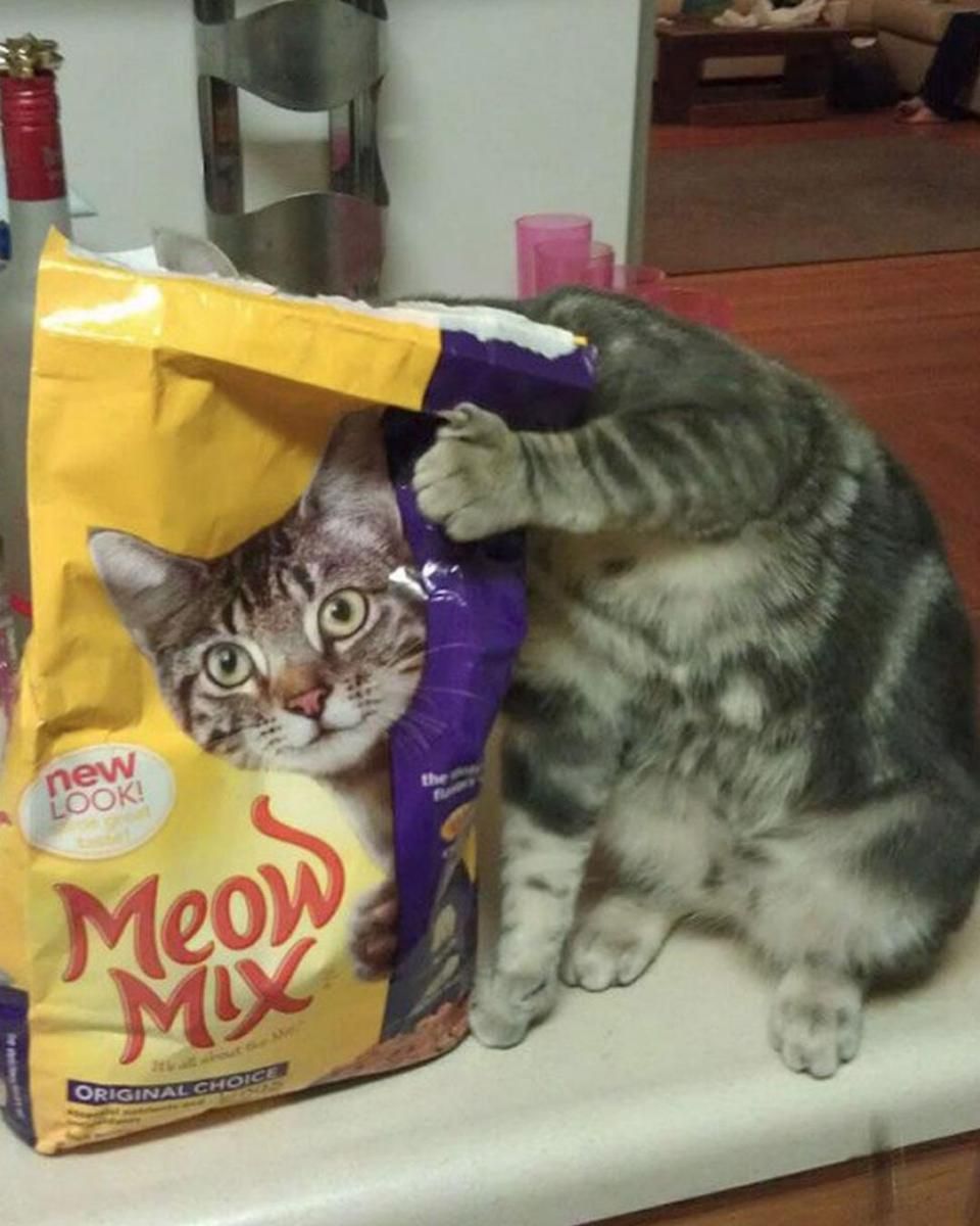 12 Foto Kucing Lucu yang Gagal Bersembunyi, Mengocok Perut