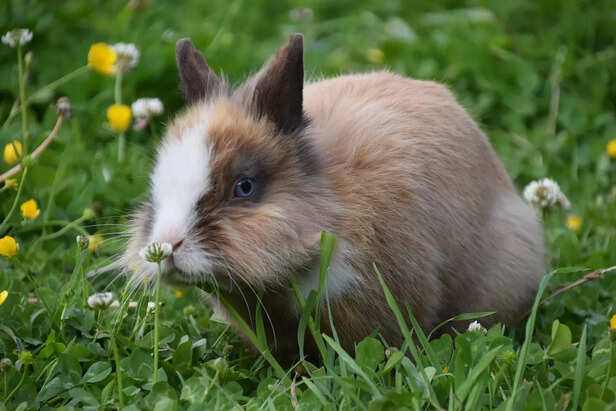 7 Food Items You Should Never Feed Your Rabbit