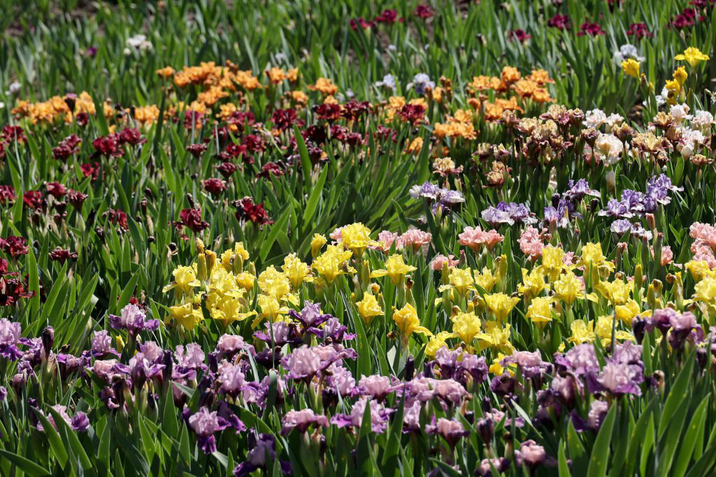 Late summer is the perfect time to plant irises Here s how to care for Late summer is the perfect time to plant irises Here s how to care for