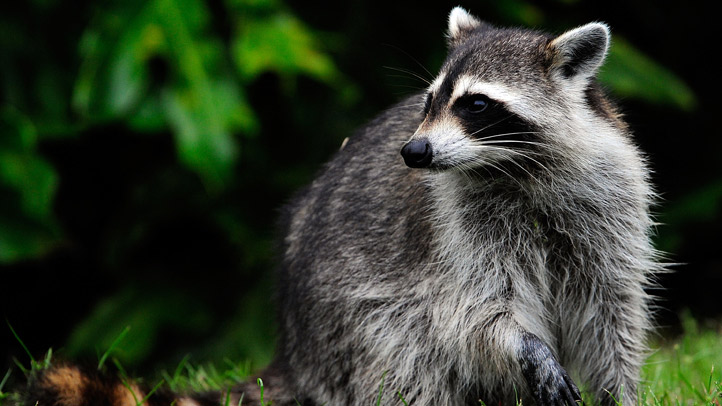 Raccoon in South Jersey tests positive for rabies after fight with ...
