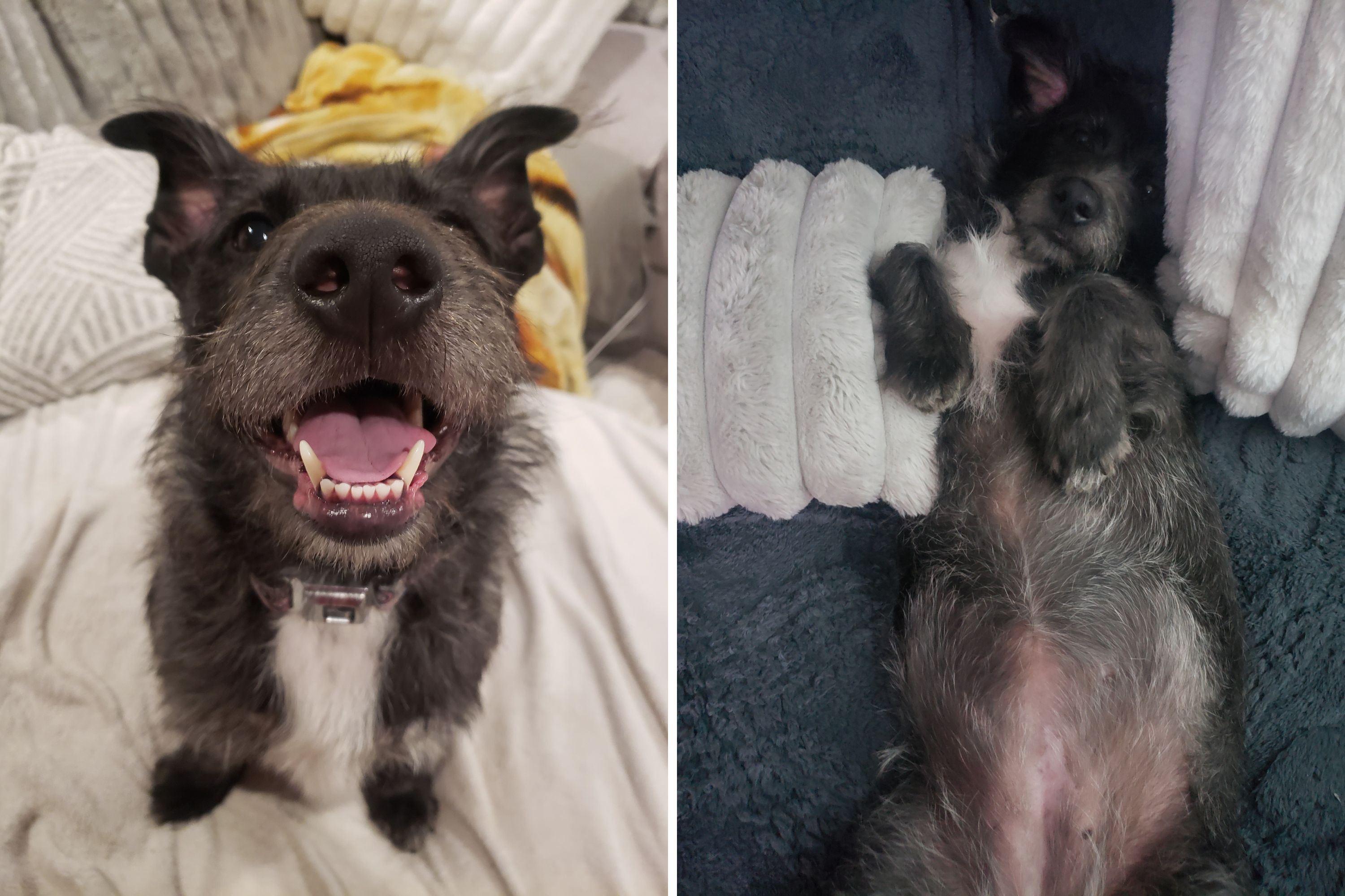 Dog rescued after being dumped by roadside wins "Pet of the Week"