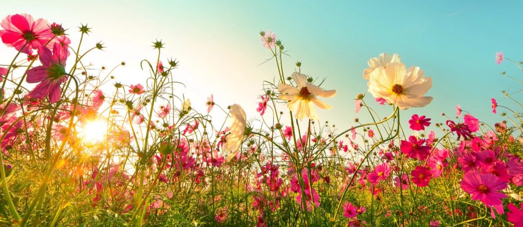Science explains: How do plants know when to bloom?