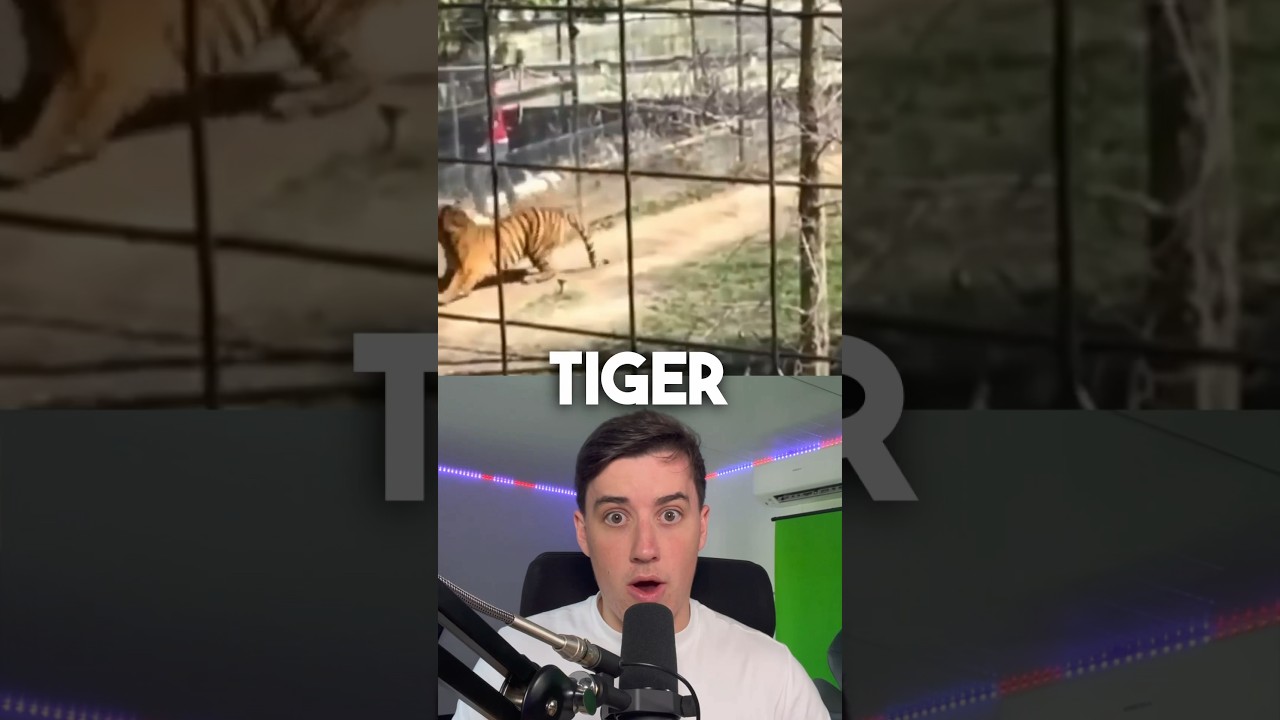 Why people sometimes enter tiger enclosures despite danger
