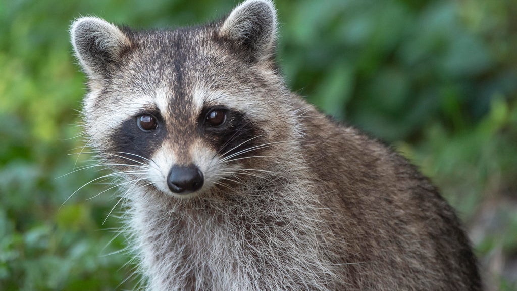 man bitten by rabid raccoon after putting injured animal in his