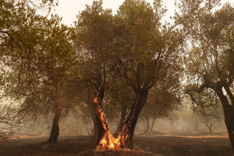 Δαδιά: Δύο χρόνια μετά την καταστροφική πυρκαγιά