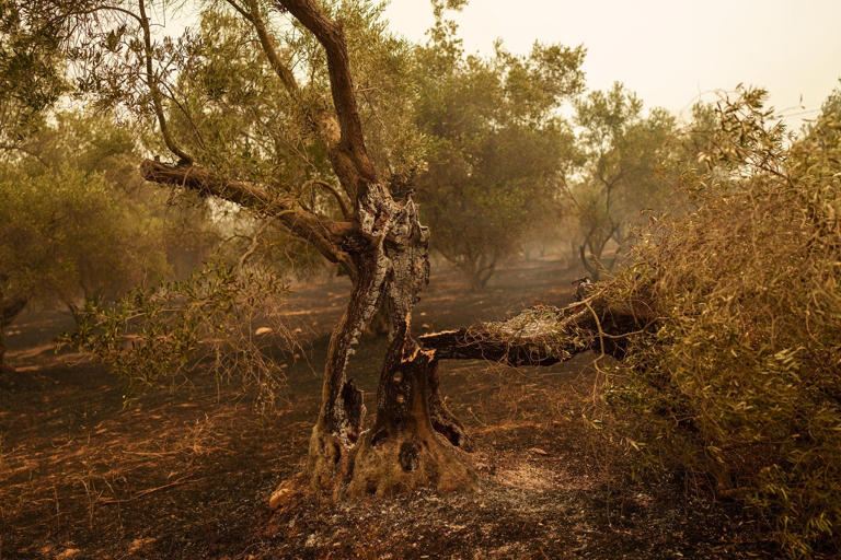 Δαδιά: Δύο χρόνια μετά την καταστροφική πυρκαγιά