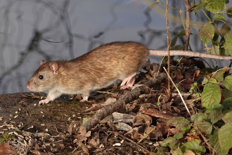 Rats flee gardens when they 'take one sniff' of cooking staple