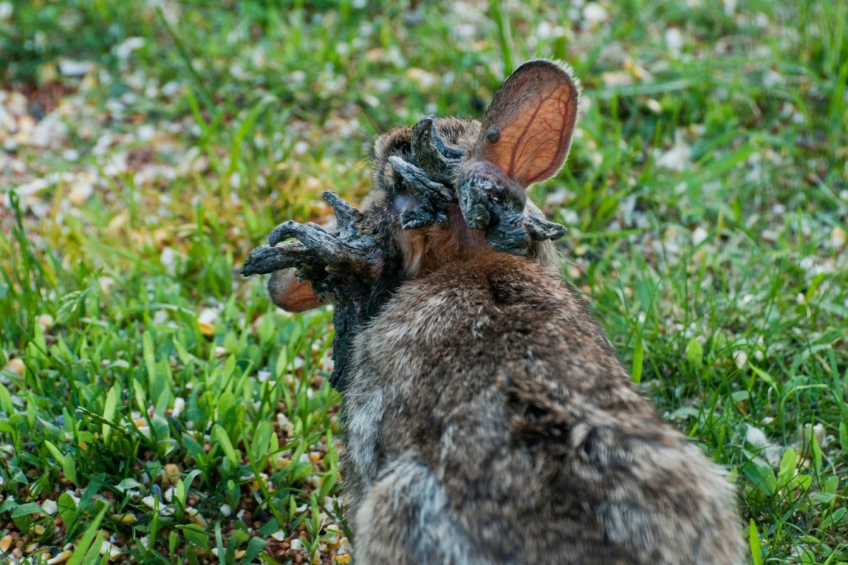 Colorado's Horned Rabbit Problem Isn't As Nightmarish as it Seems