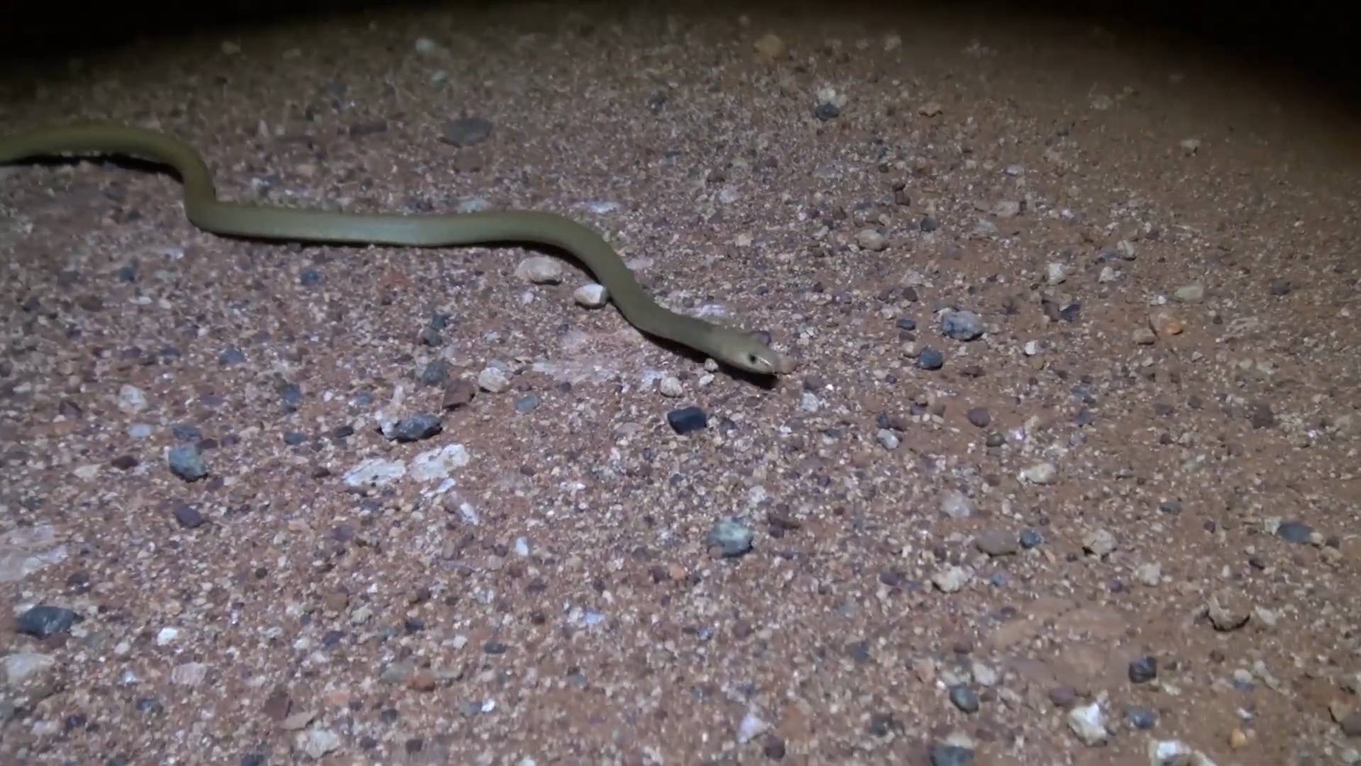 Australia's most dangerous snake species | Venomous wildlife and reptiles