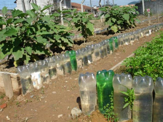 Por qué enterrar botellas con agua entre las plantas