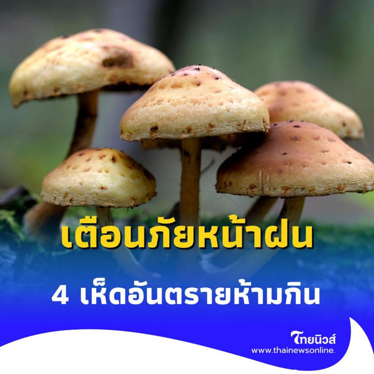 .เตือนภัยหน้าฝน 4 เห็ดอันตรายกินแล้วตาย ไม่ควรเก็บมาทำอาหารเด็ดขาด.