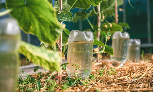 Por qué enterrar botellas con agua entre las plantas