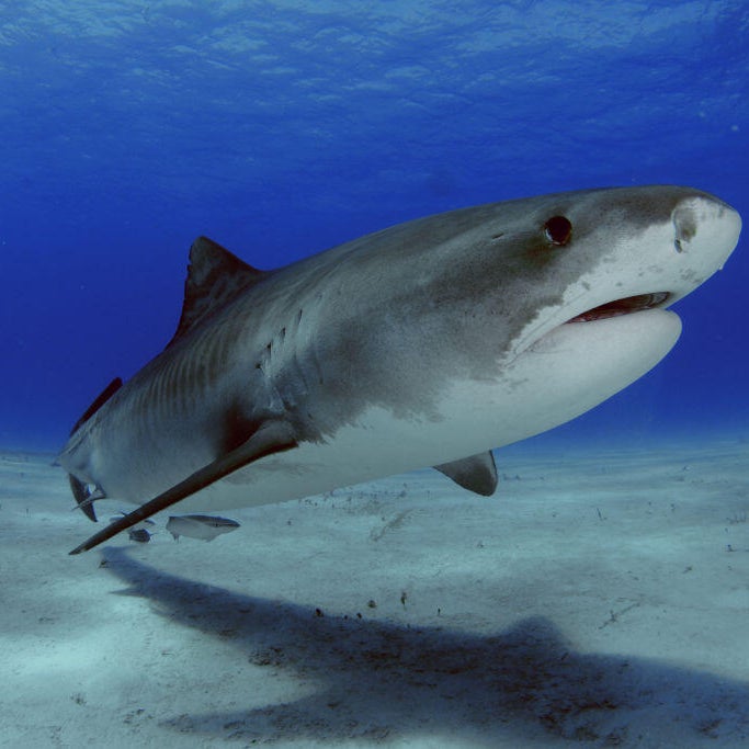 Minnesota woman killed in shark attack in US Virgin Islands<br><br>