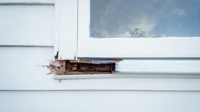 How To Identify What Type Of Wood Rot You Have Before Repairing (And ...