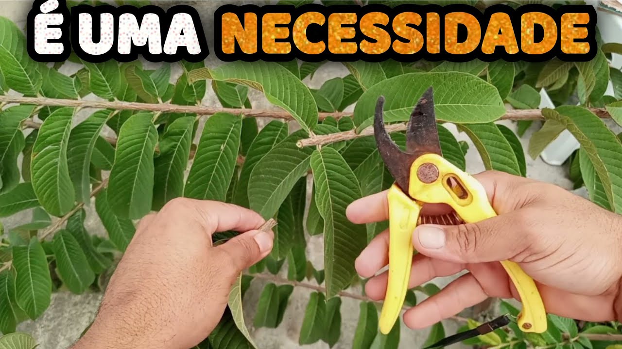 Como Fazer a 3ª Poda da Goiabeira — Poda de Formação Correta da Goiaba