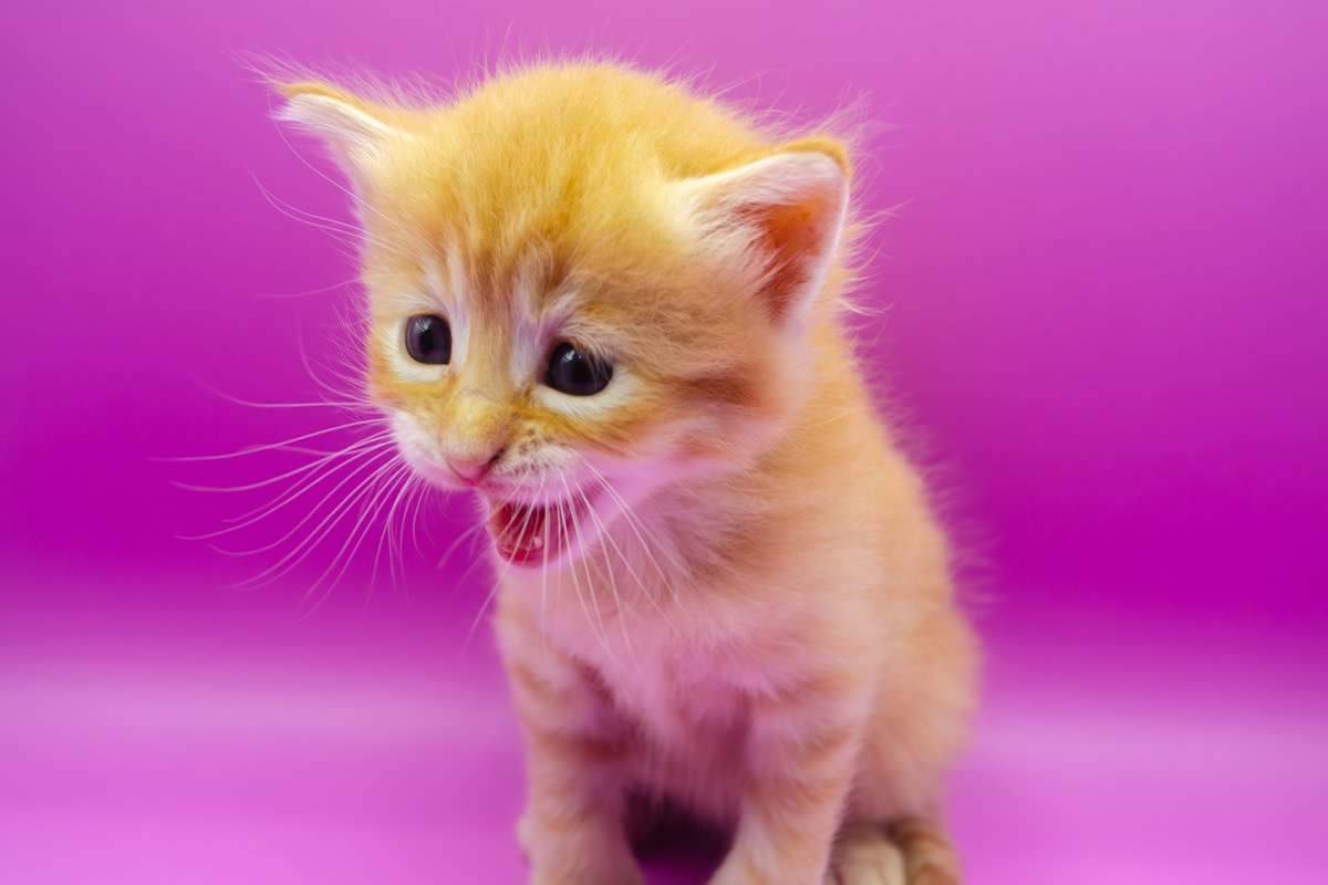 Tiny Orange Kitten Finding His Meow Is the Definition of Adorable