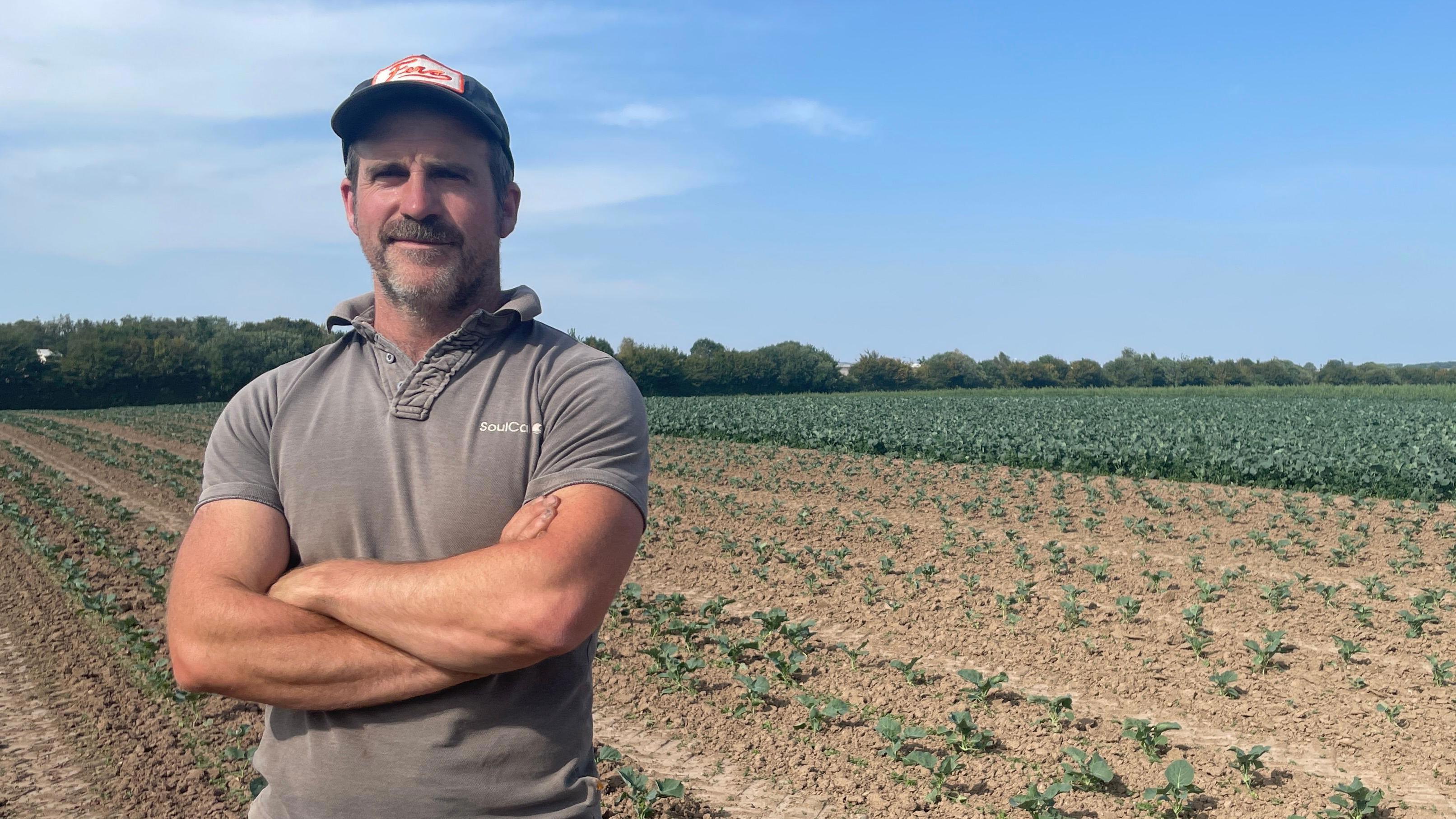 Broccoli harvest hit by heatwave and lack of water Broccoli harvest hit by heatwave and lack of water