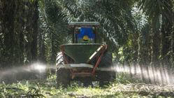 Gambar Kebun Sawit HD: Menjelajahi Keindahan Pohon Sawit dan Buahnya