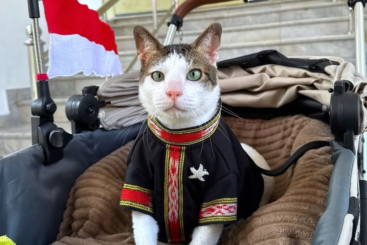 Kucing Prabowo Bobby Tampil dengan Tenun Ikat Tanimbar di HUT RI Ke-80