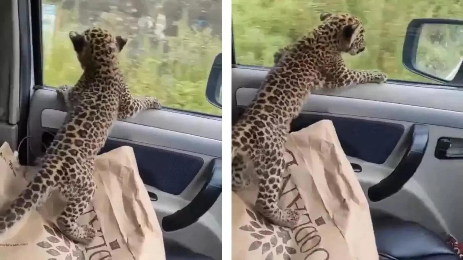 Man Drives Leopard Cub in Car: Viral Video Sparks Concern Man Drives Leopard Cub in Car: Viral Video Sparks Concern