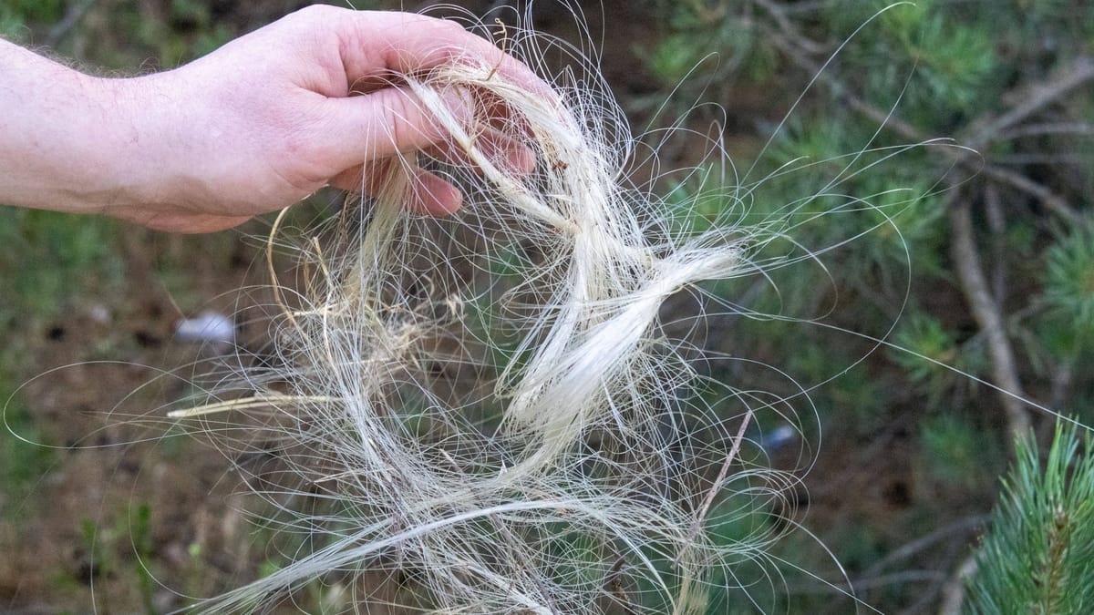 Die hauchdünnen Glasfaserkabel der Drohnen sind anfällig dafür, sich auf dem Schlachtfeld zu verheddern. (Quelle: Pavlo Bahmut/imago-images-bilder)