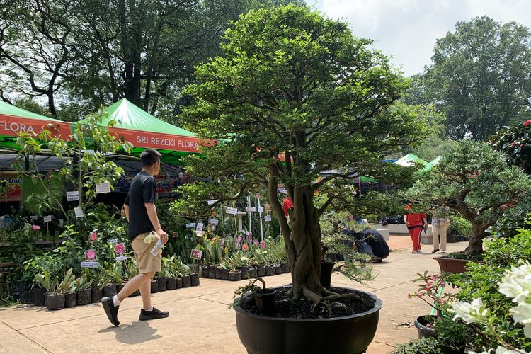 Melihat Bonsai Rp70 Juta di Pameran Flona, Apa Keistimewaannya?