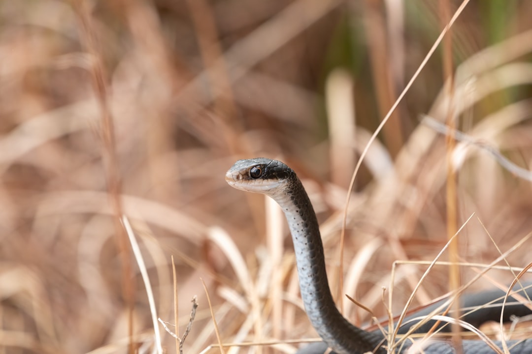 one-third-of-humans-fear-snakes-but-why