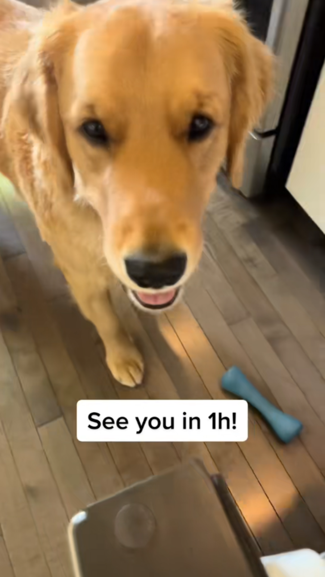 Why Some Dogs Eat Too Fast