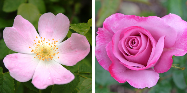 Cultivating for color: The hidden trade-offs between garden aesthetics ...