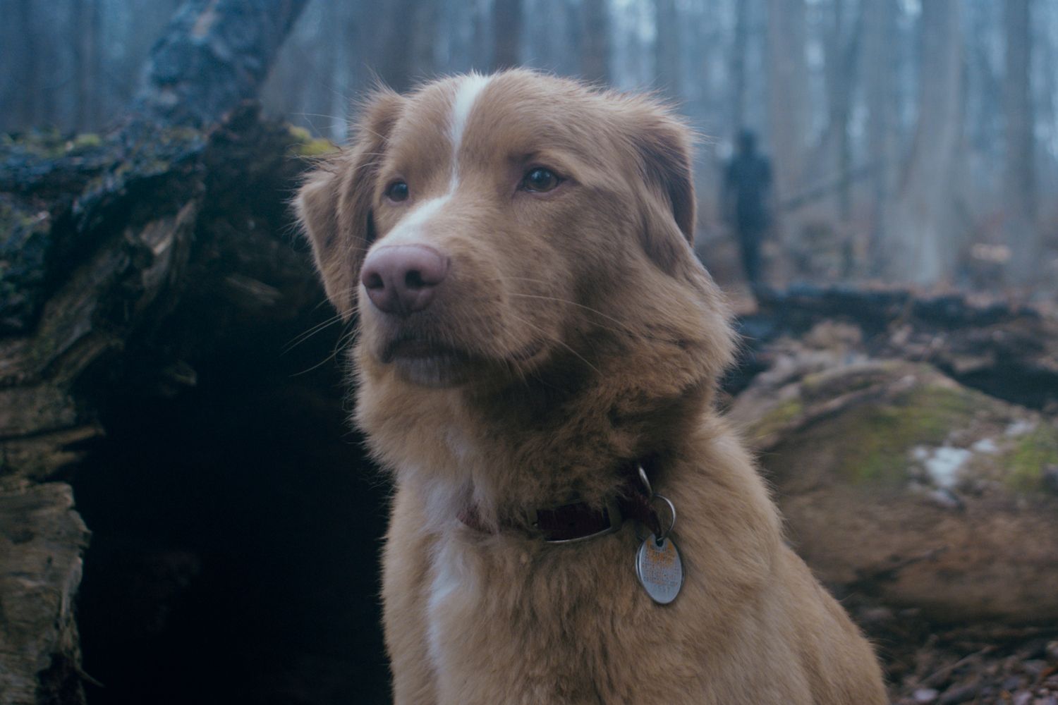 Good Boy Trailer New Horror Film Told Entirely From A Dog S Pov Gets
