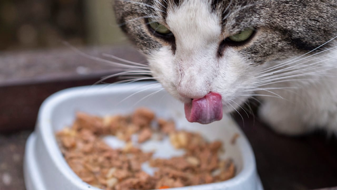 Ob morgens oder abends, Katzen lieben Futter. Aber wer nur zweimal füttert, riskiert ihre Gesundheit.