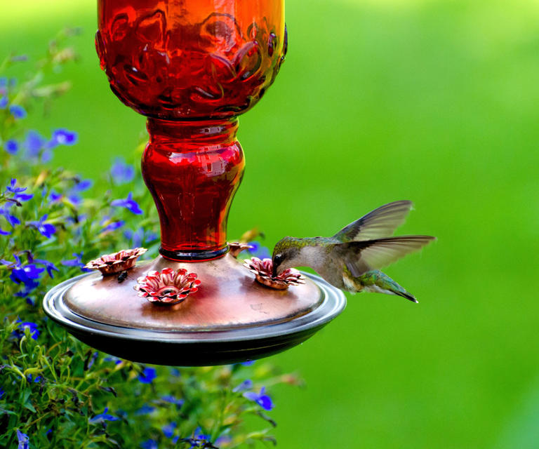 Don’t miss the May hummingbird window – these 6 easy ideas help them ...
