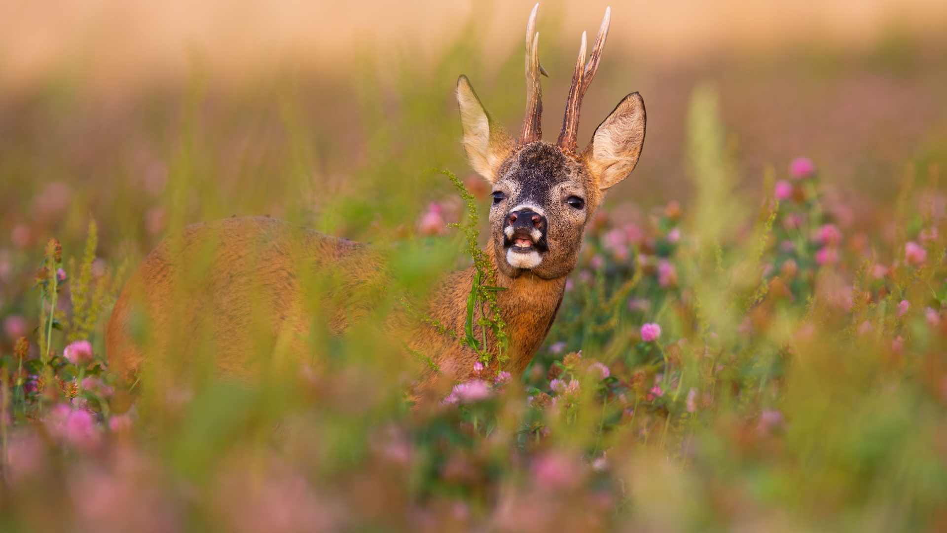 10 Smells That May Deter Deer
