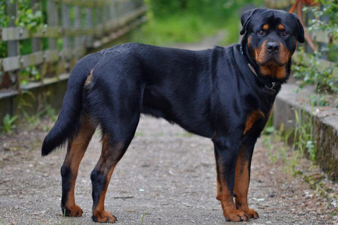 21 loyal guard dog breeds that will help protect your family