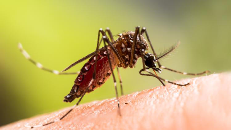 Florida Confirms First Dengue Death Amid Hillsborough County Outbreak