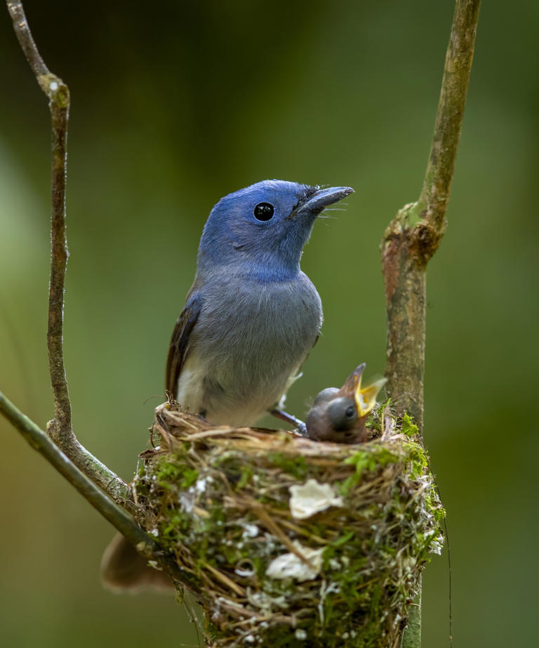 Poorly designed birdhouses threaten backyard birds: 3 better alternatives